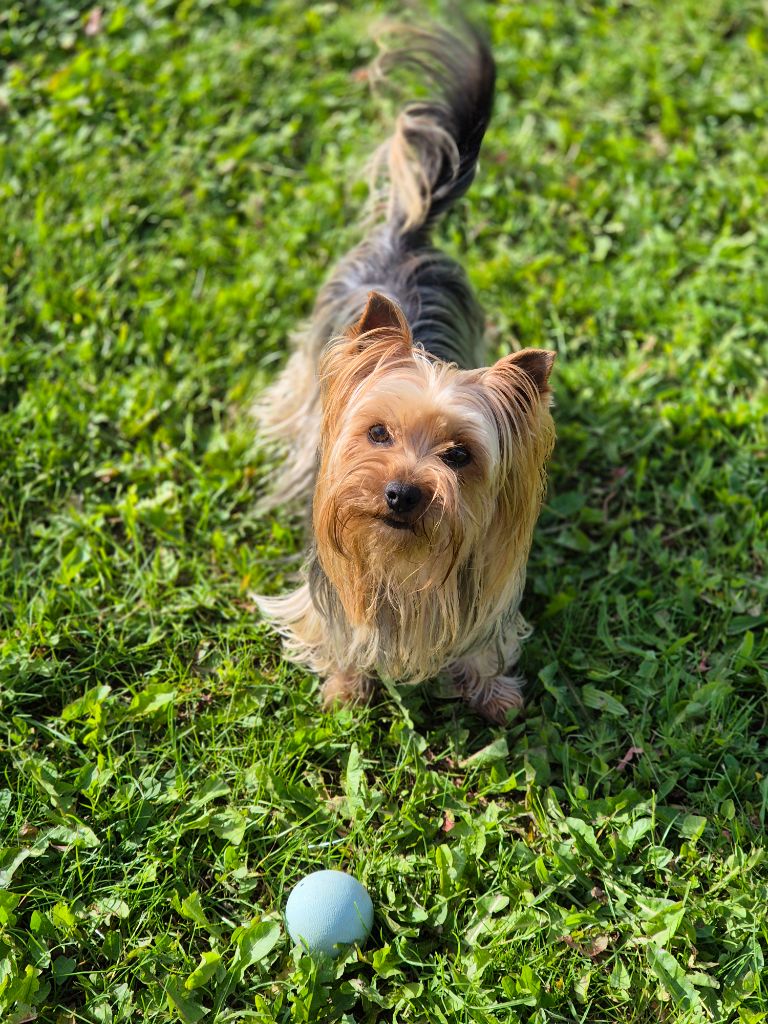 Les Yorkshire Terrier de l'affixe de la Générade