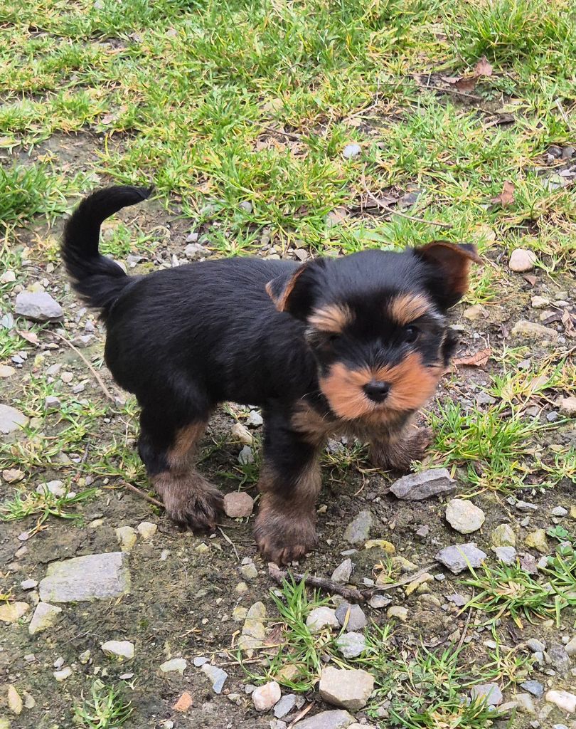 de la Générade - Chiot disponible  - Yorkshire Terrier