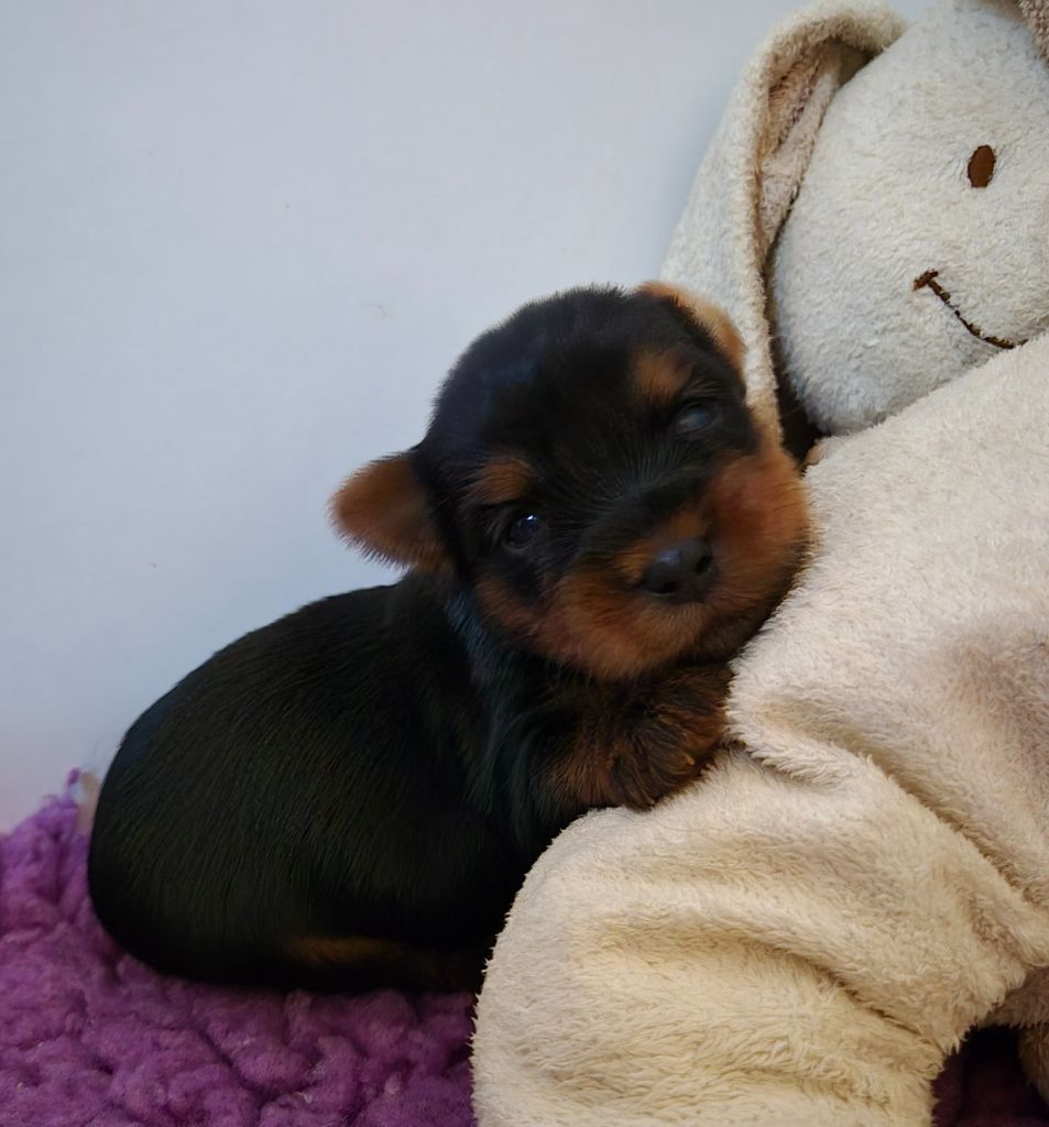 de la Générade - Chiot disponible  - Yorkshire Terrier