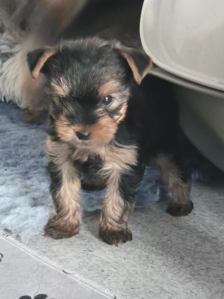 de la Générade - Chiot disponible  - Yorkshire Terrier