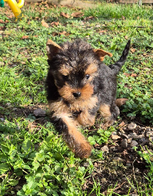 de la Générade - Yorkshire Terrier - Portée née le 20/09/2024