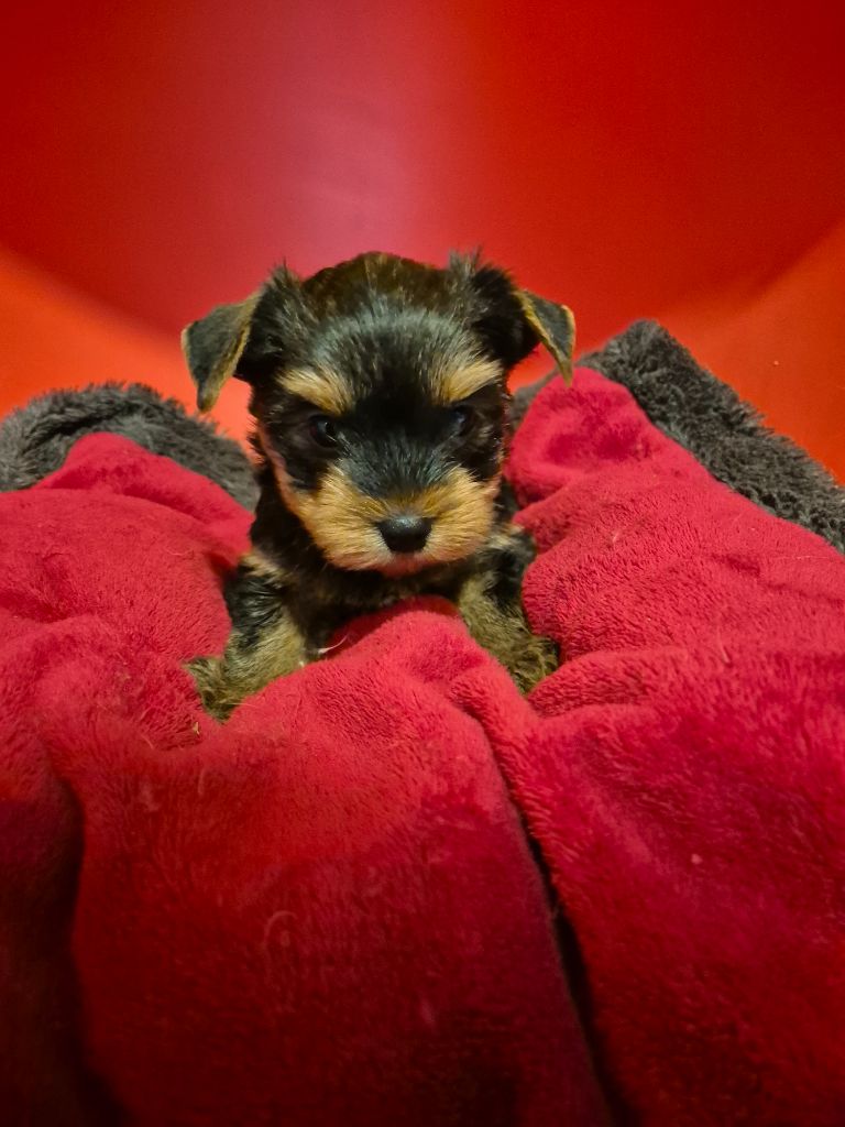 de la Générade - Chiot disponible  - Yorkshire Terrier