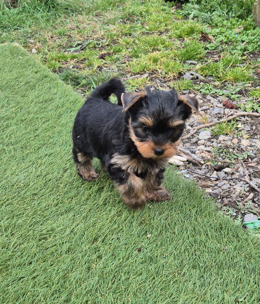 de la Générade - Chiot disponible  - Yorkshire Terrier