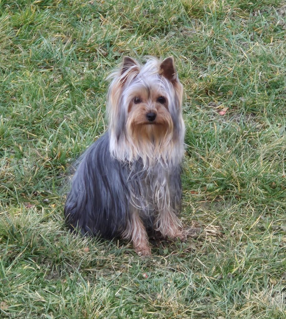 Véga de la Générade