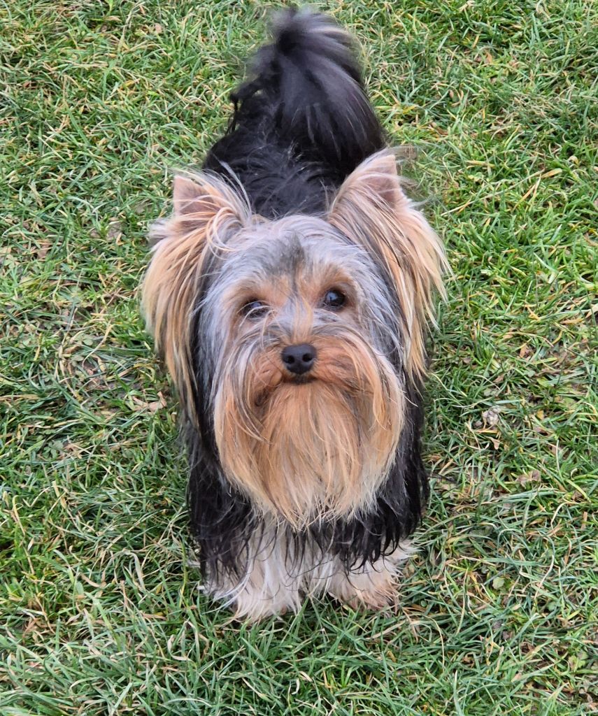 Vectra de la Générade