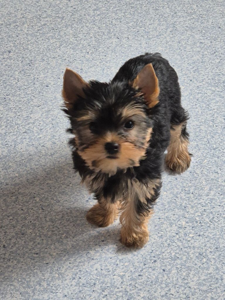 de la Générade - Chiots disponibles - Yorkshire Terrier