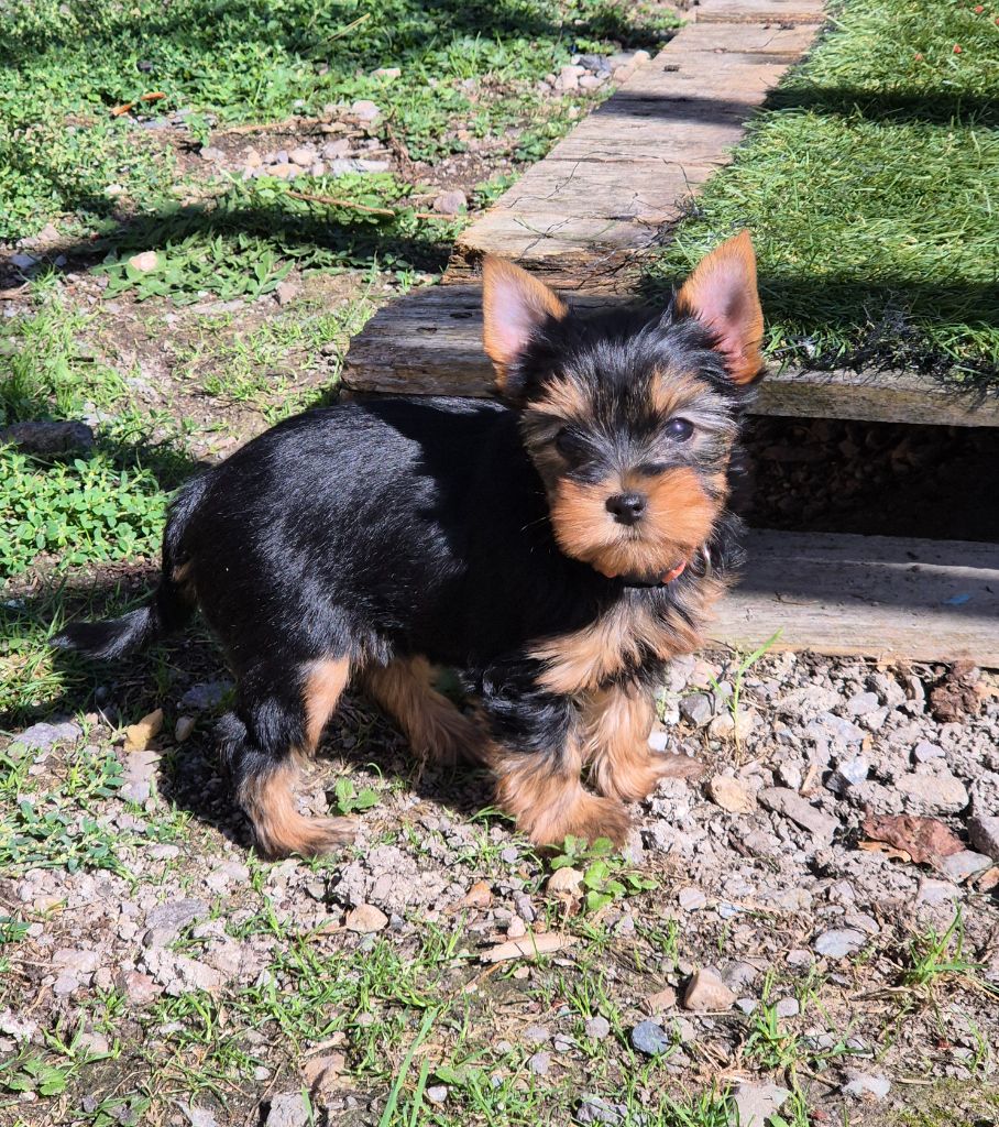 de la Générade - Chiots disponibles - Yorkshire Terrier