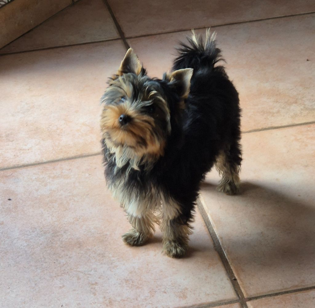 de la Générade - Chiots disponibles - Yorkshire Terrier