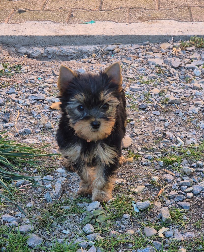 de la Générade - Chiots disponibles - Yorkshire Terrier