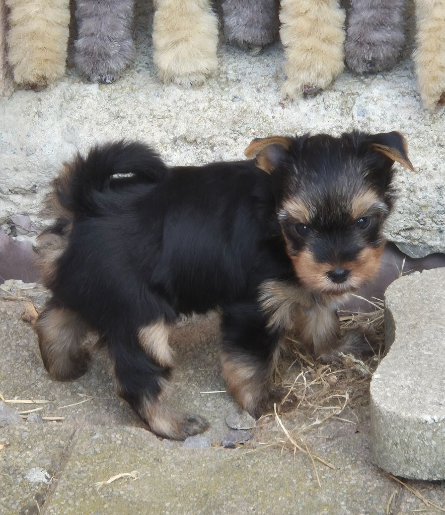 de la Générade - Chiots disponibles - Yorkshire Terrier