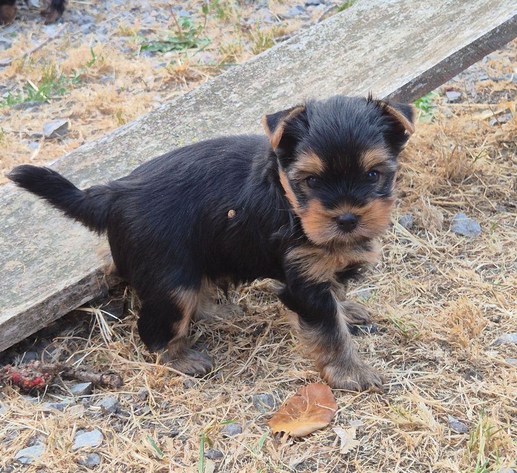 de la Générade - Chiots disponibles - Yorkshire Terrier
