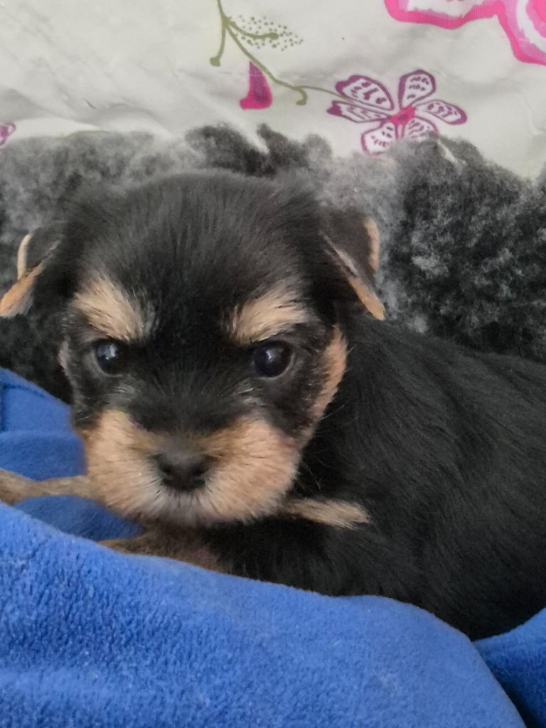de la Générade - Chiots disponibles - Yorkshire Terrier