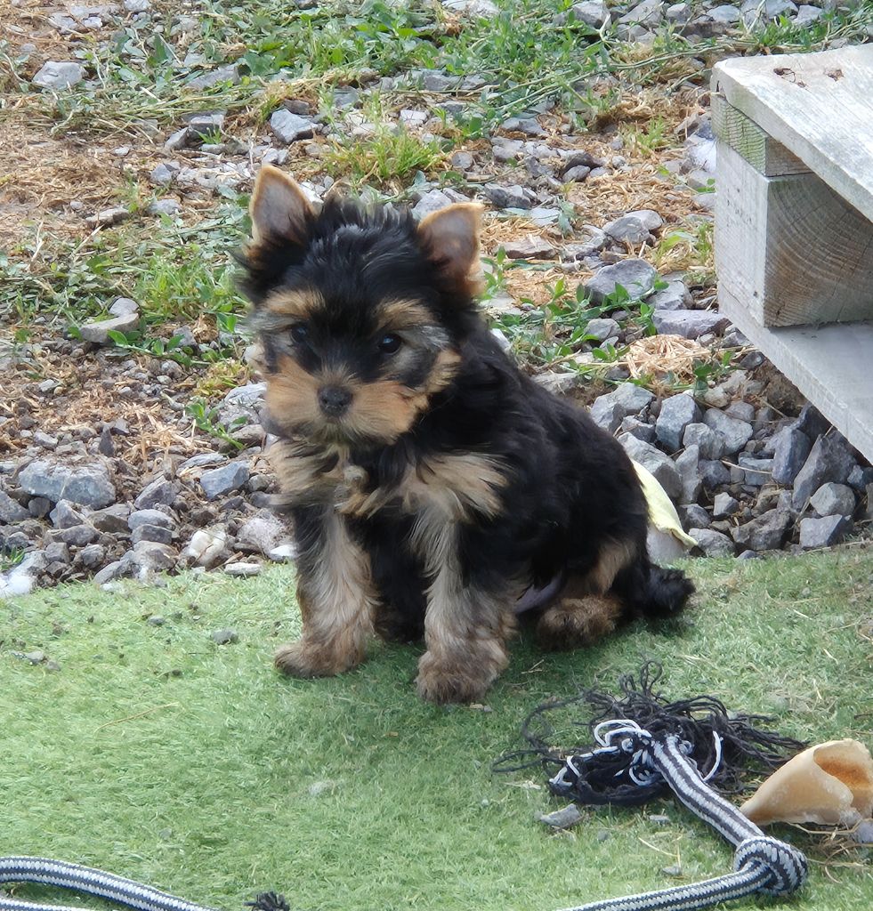 de la Générade - Chiots disponibles - Yorkshire Terrier