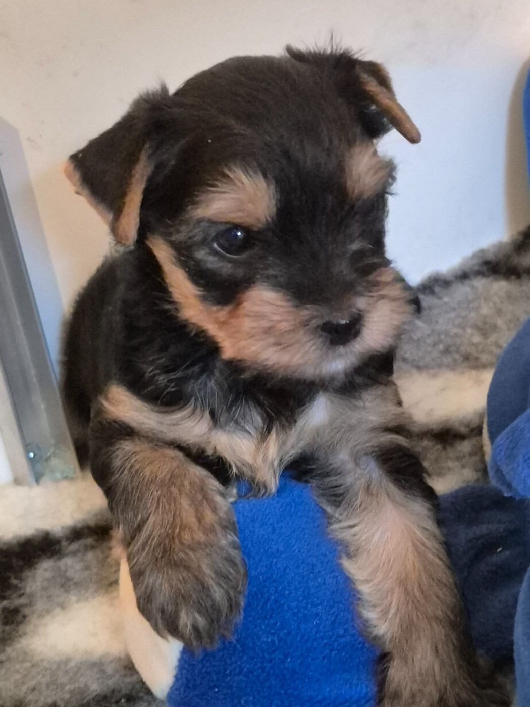 de la Générade - Chiots disponibles - Yorkshire Terrier