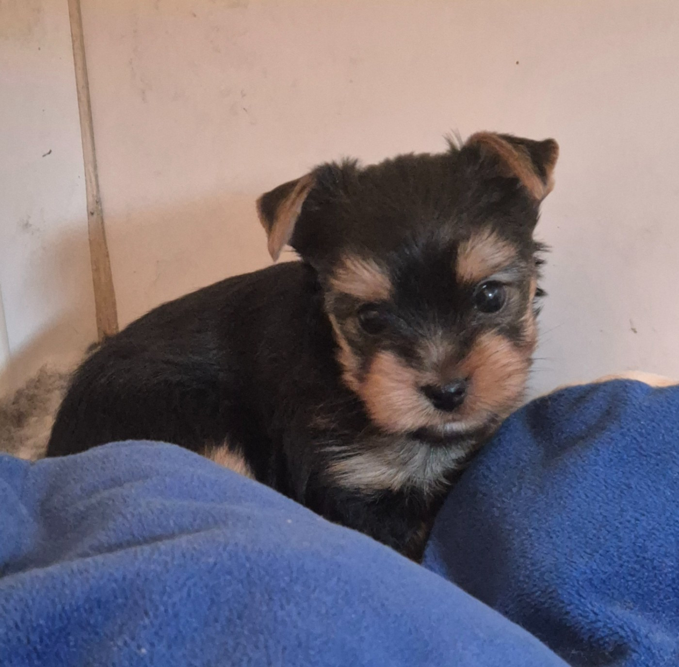 de la Générade - Chiots disponibles - Yorkshire Terrier