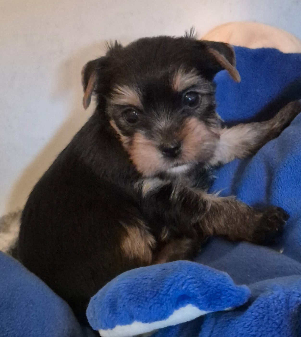 de la Générade - Chiots disponibles - Yorkshire Terrier