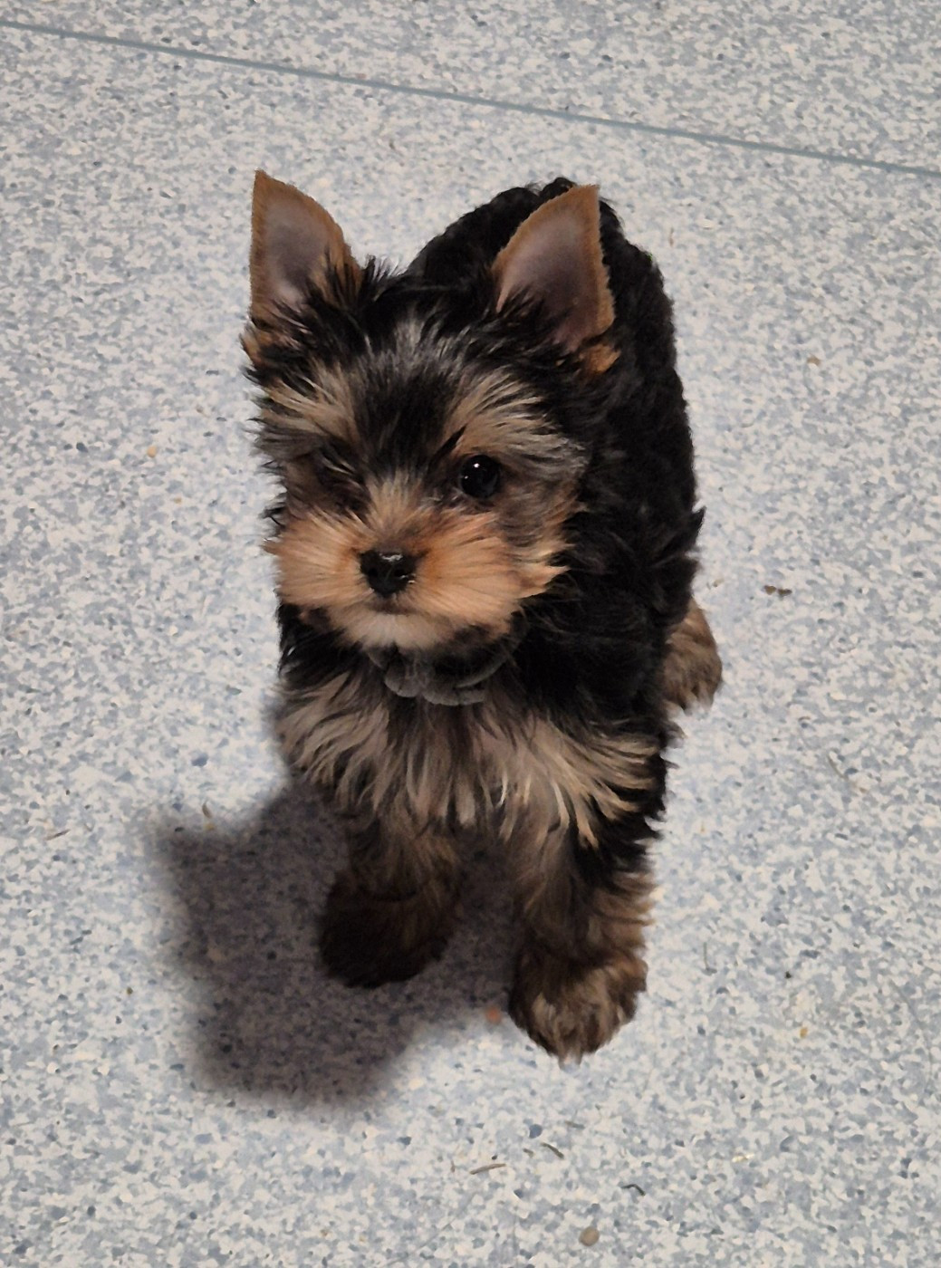de la Générade - Chiots disponibles - Yorkshire Terrier