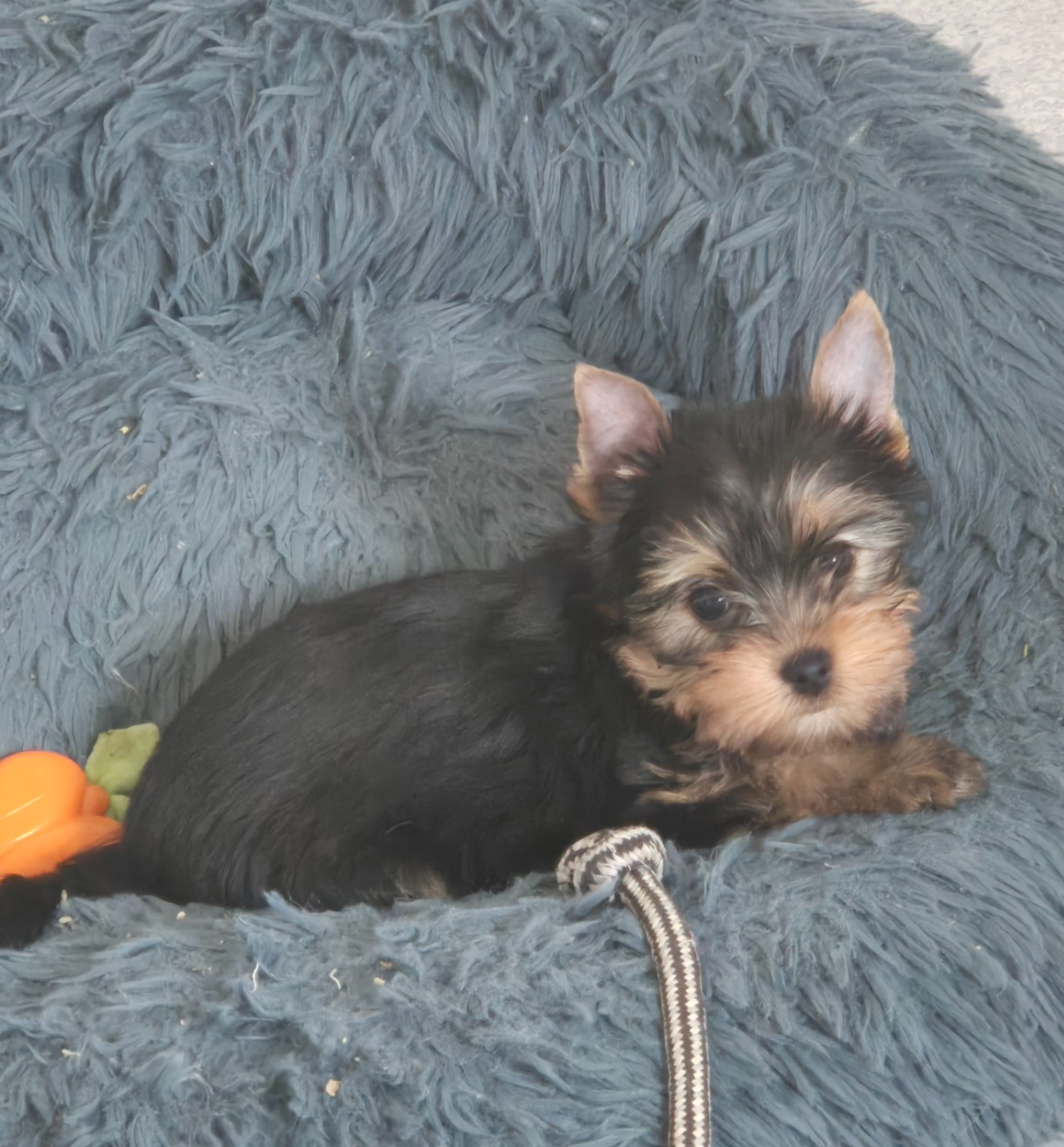 de la Générade - Chiots disponibles - Yorkshire Terrier