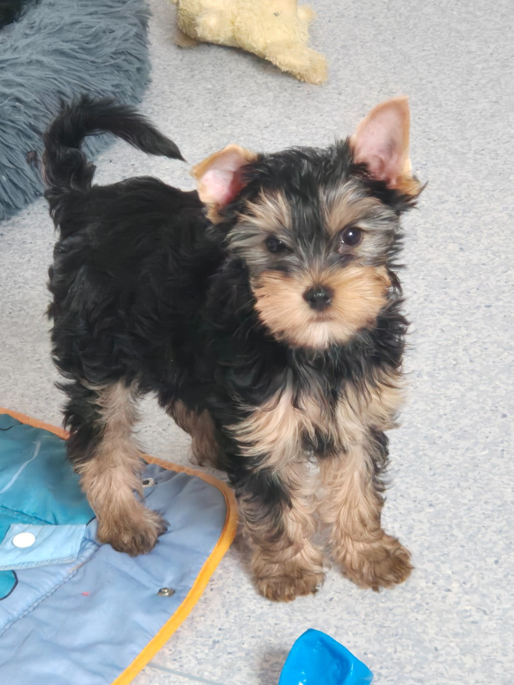 de la Générade - Chiots disponibles - Yorkshire Terrier