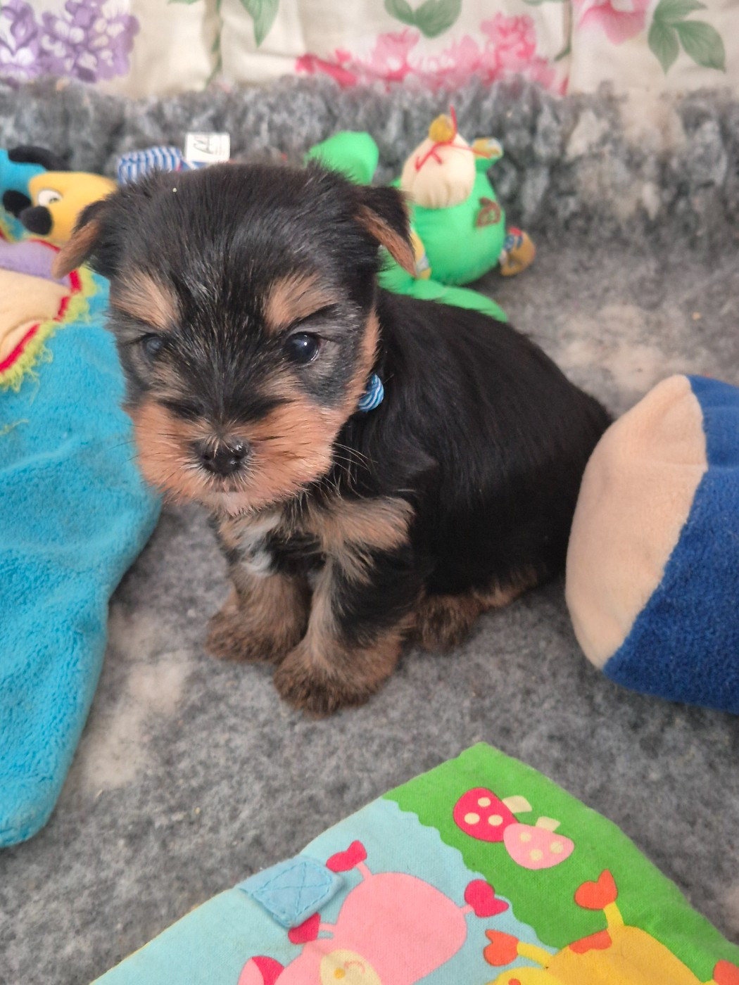 de la Générade - Chiots disponibles - Yorkshire Terrier