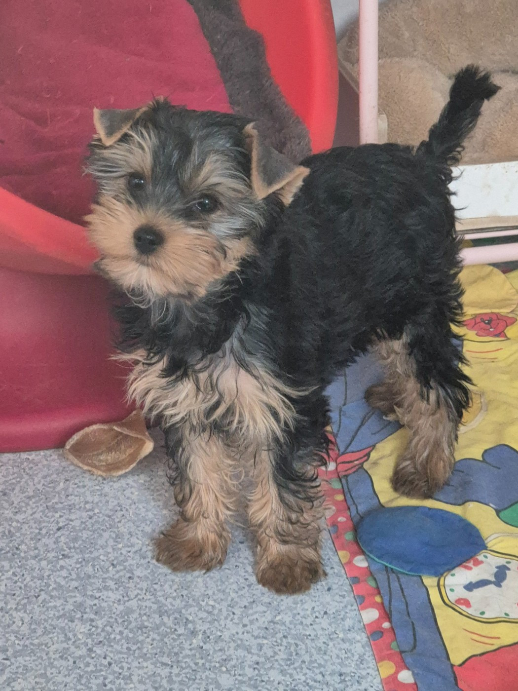 de la Générade - Chiots disponibles - Yorkshire Terrier