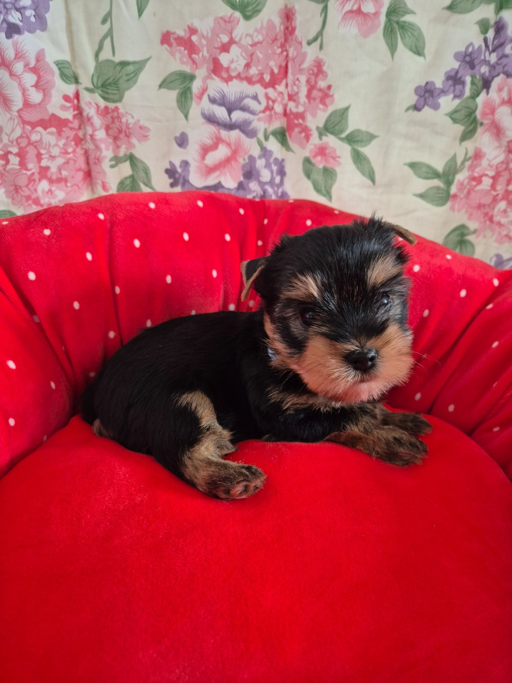 de la Générade - Chiots disponibles - Yorkshire Terrier