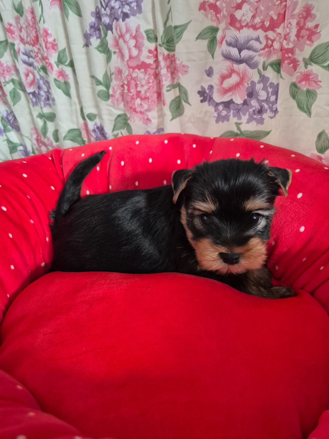 de la Générade - Chiots disponibles - Yorkshire Terrier