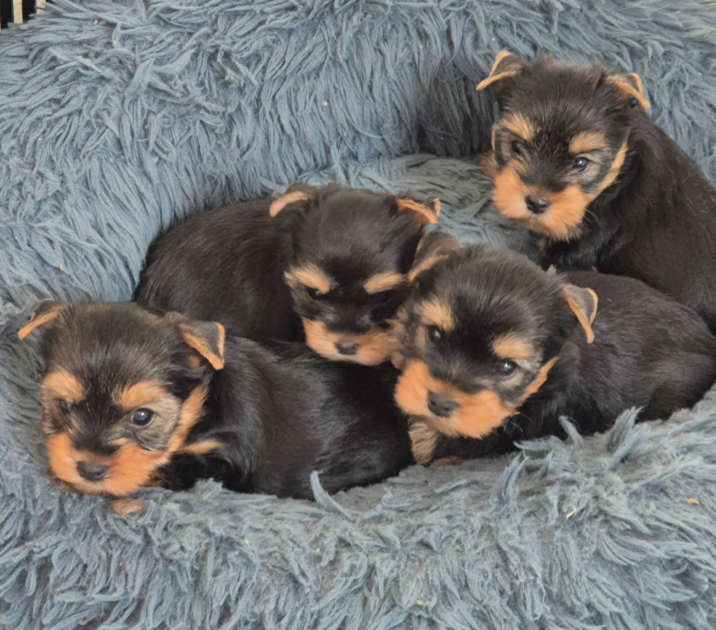 Chiot Yorkshire Terrier de la Générade