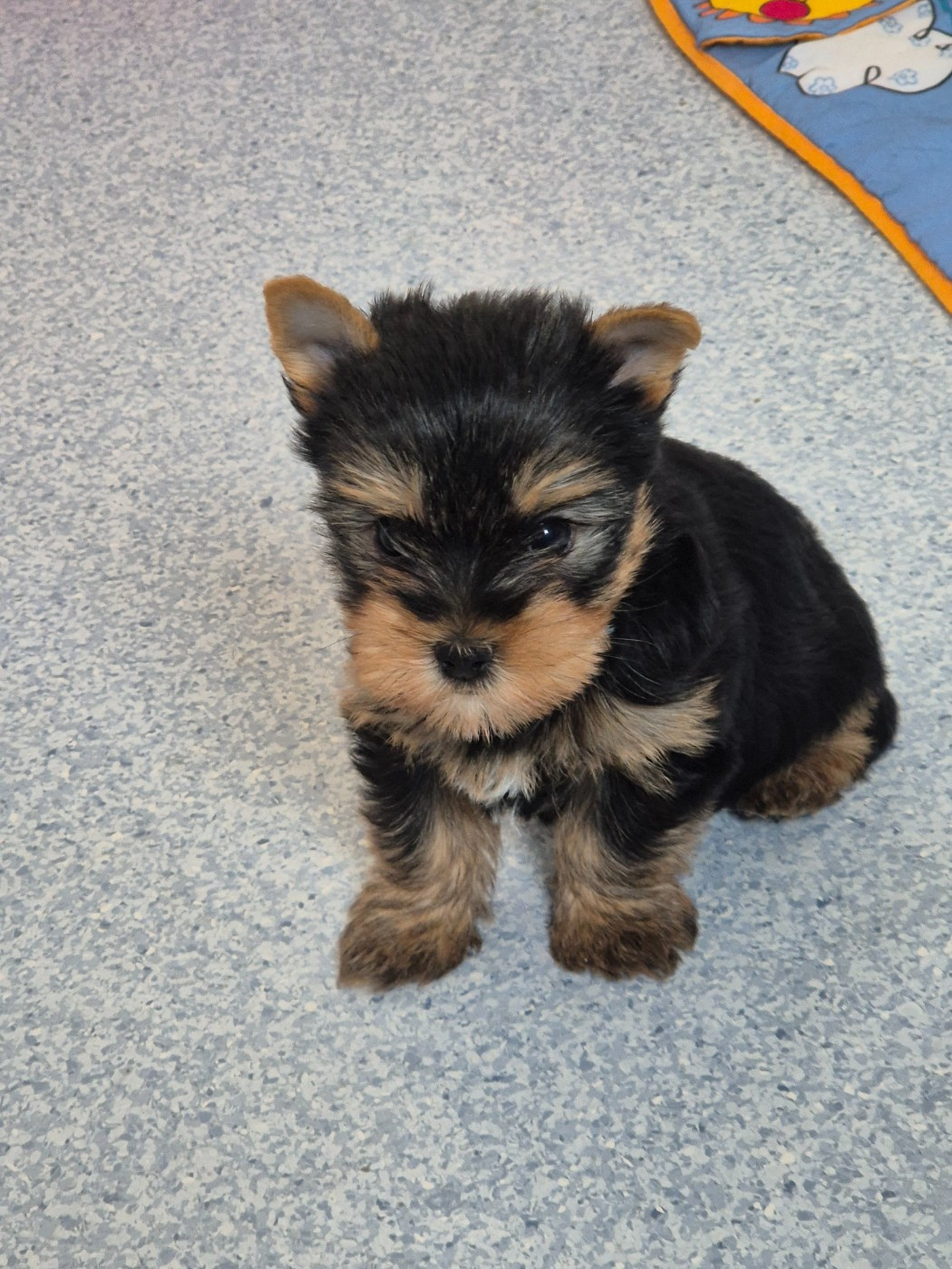de la Générade - Chiots disponibles - Yorkshire Terrier