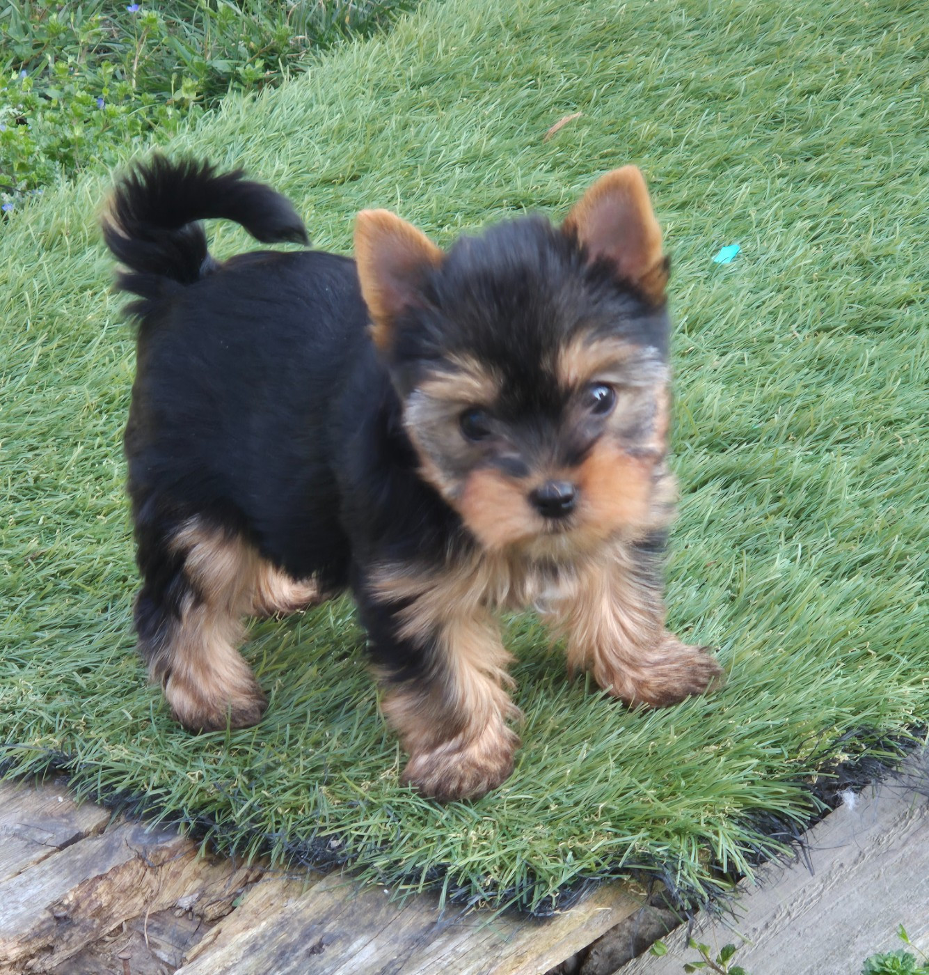 de la Générade - Chiots disponibles - Yorkshire Terrier