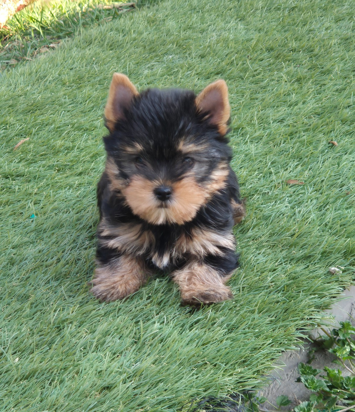 de la Générade - Chiots disponibles - Yorkshire Terrier