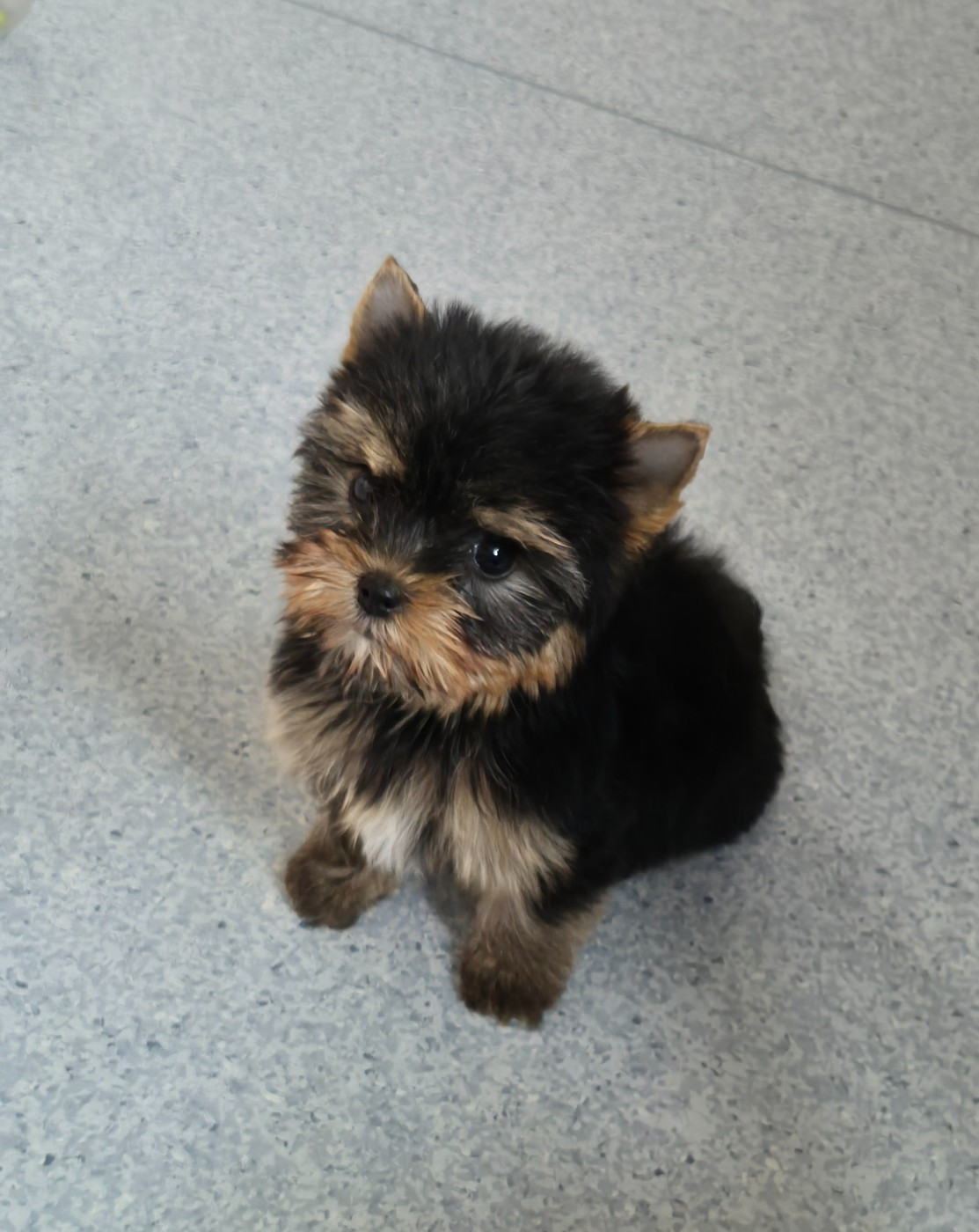 de la Générade - Chiots disponibles - Yorkshire Terrier