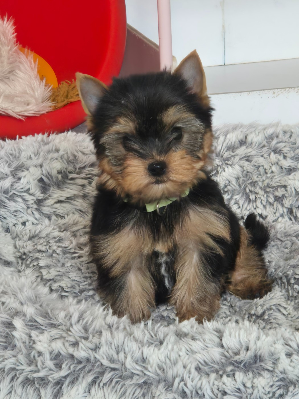 de la Générade - Chiots disponibles - Yorkshire Terrier