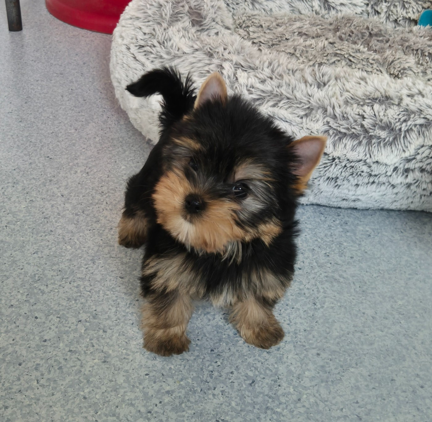 de la Générade - Chiots disponibles - Yorkshire Terrier