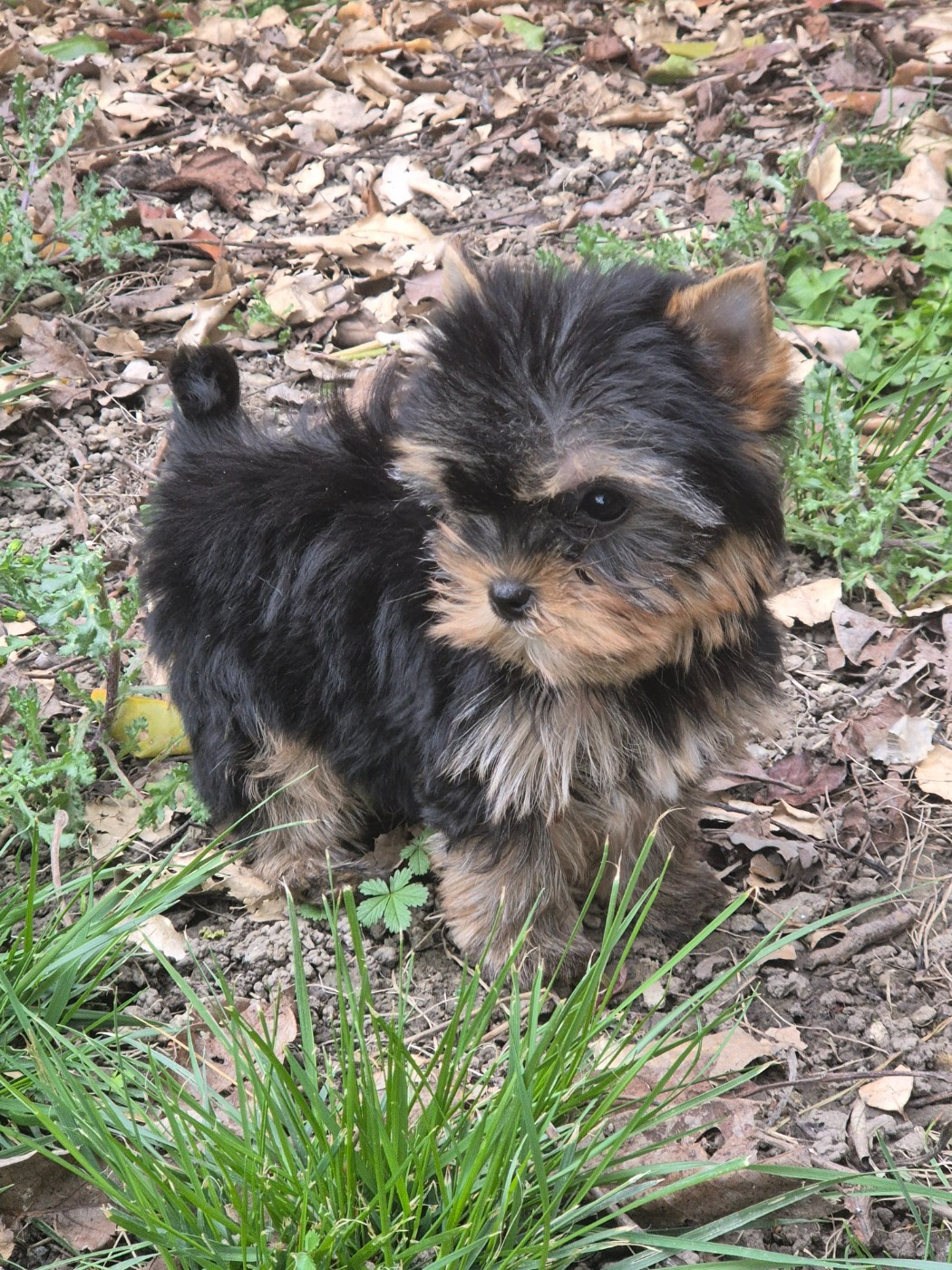 de la Générade - Chiots disponibles - Yorkshire Terrier