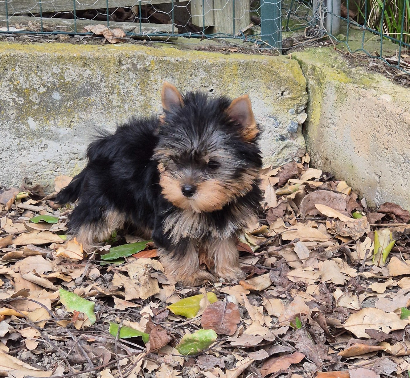 de la Générade - Chiots disponibles - Yorkshire Terrier