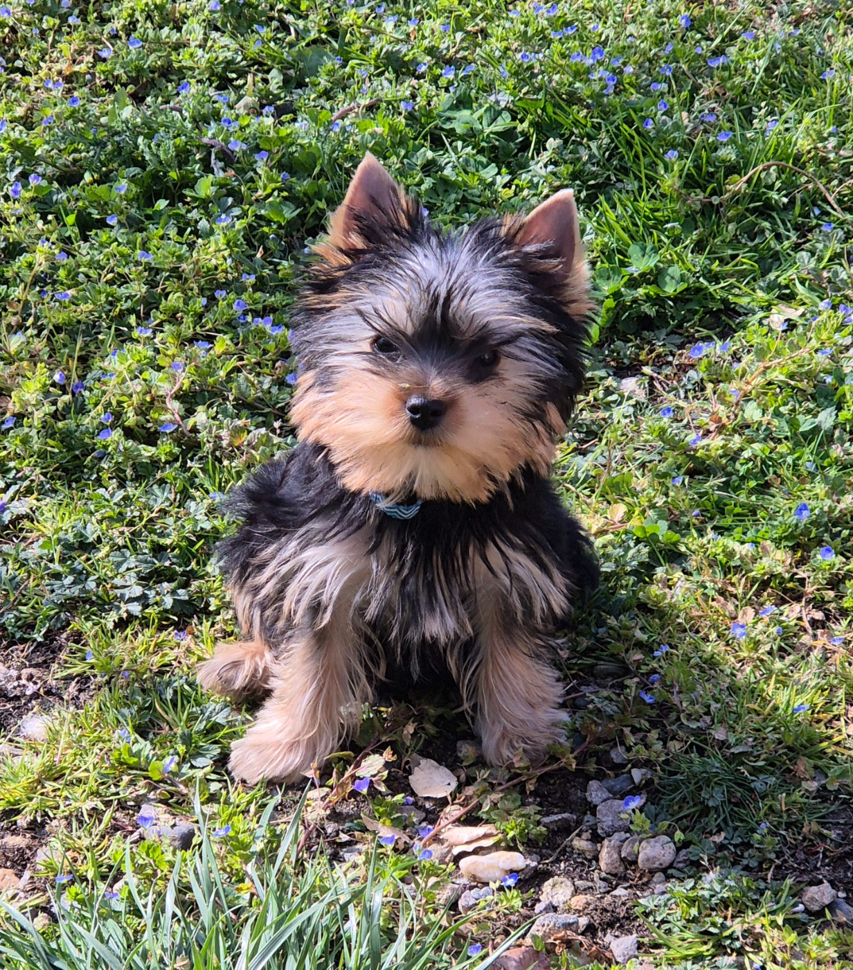 de la Générade - Chiots disponibles - Yorkshire Terrier