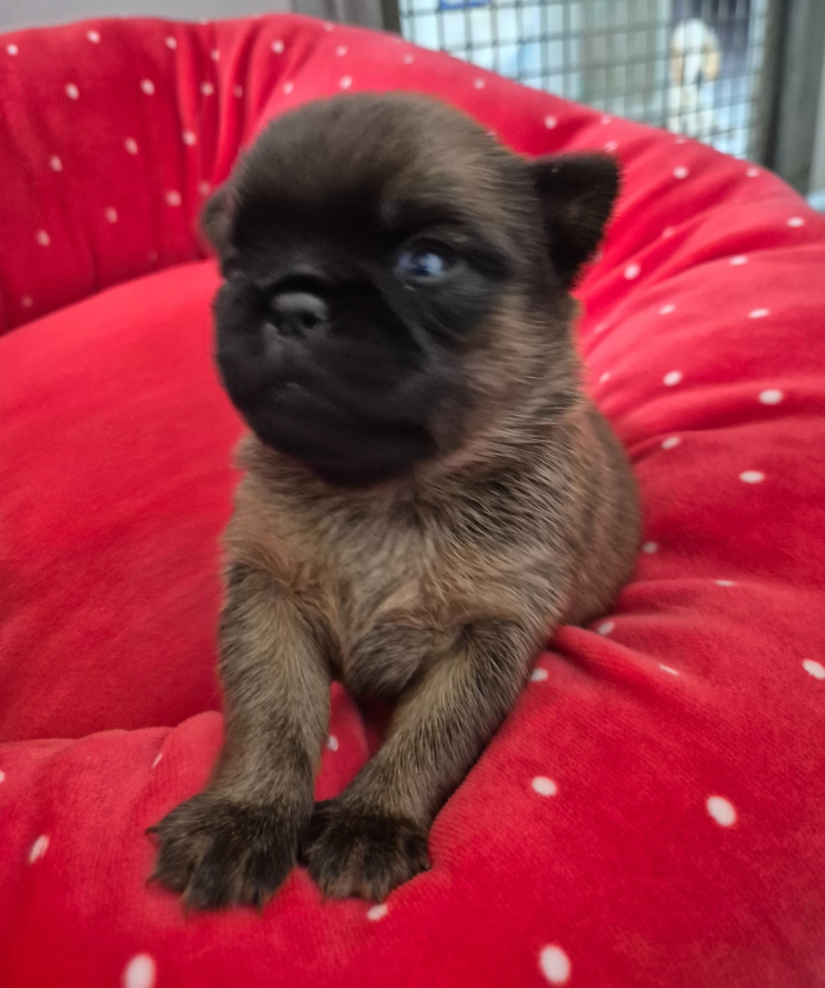 de la Générade - Chiots disponibles - Petit Brabançon