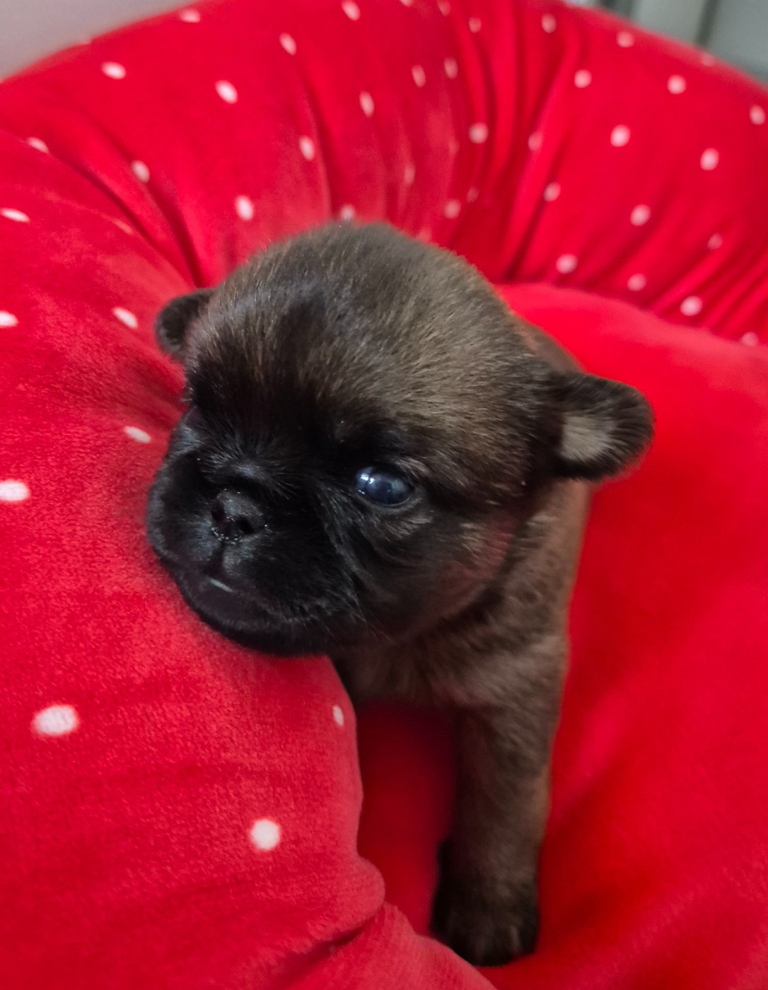 de la Générade - Chiots disponibles - Petit Brabançon