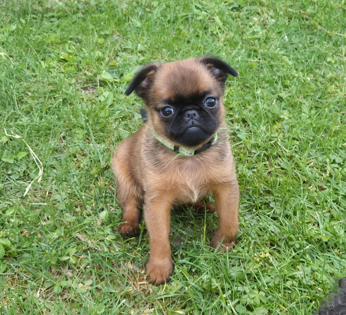 de la Générade - Chiots disponibles - Petit Brabançon