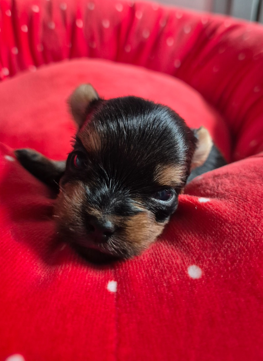 de la Générade - Chiots disponibles - Yorkshire Terrier