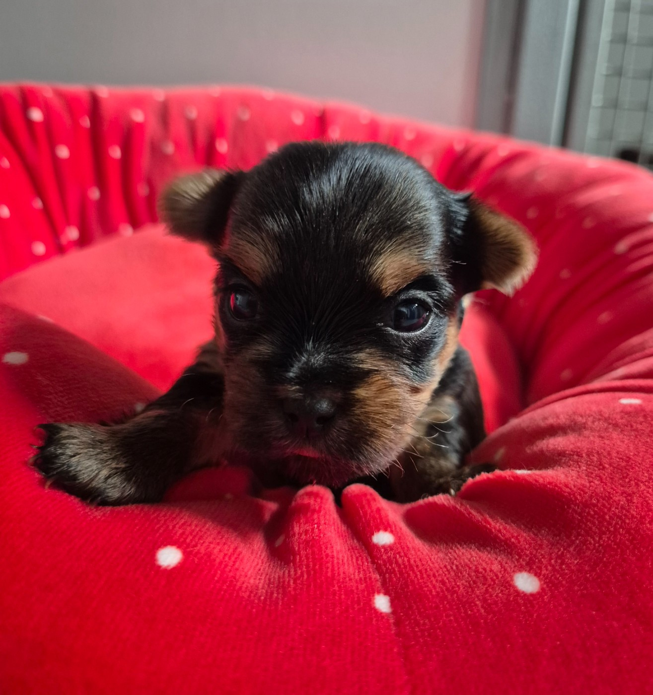 de la Générade - Chiots disponibles - Yorkshire Terrier