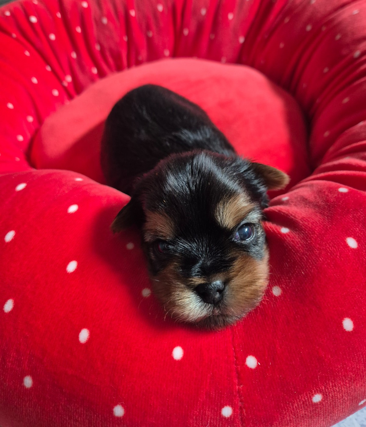 de la Générade - Chiots disponibles - Yorkshire Terrier