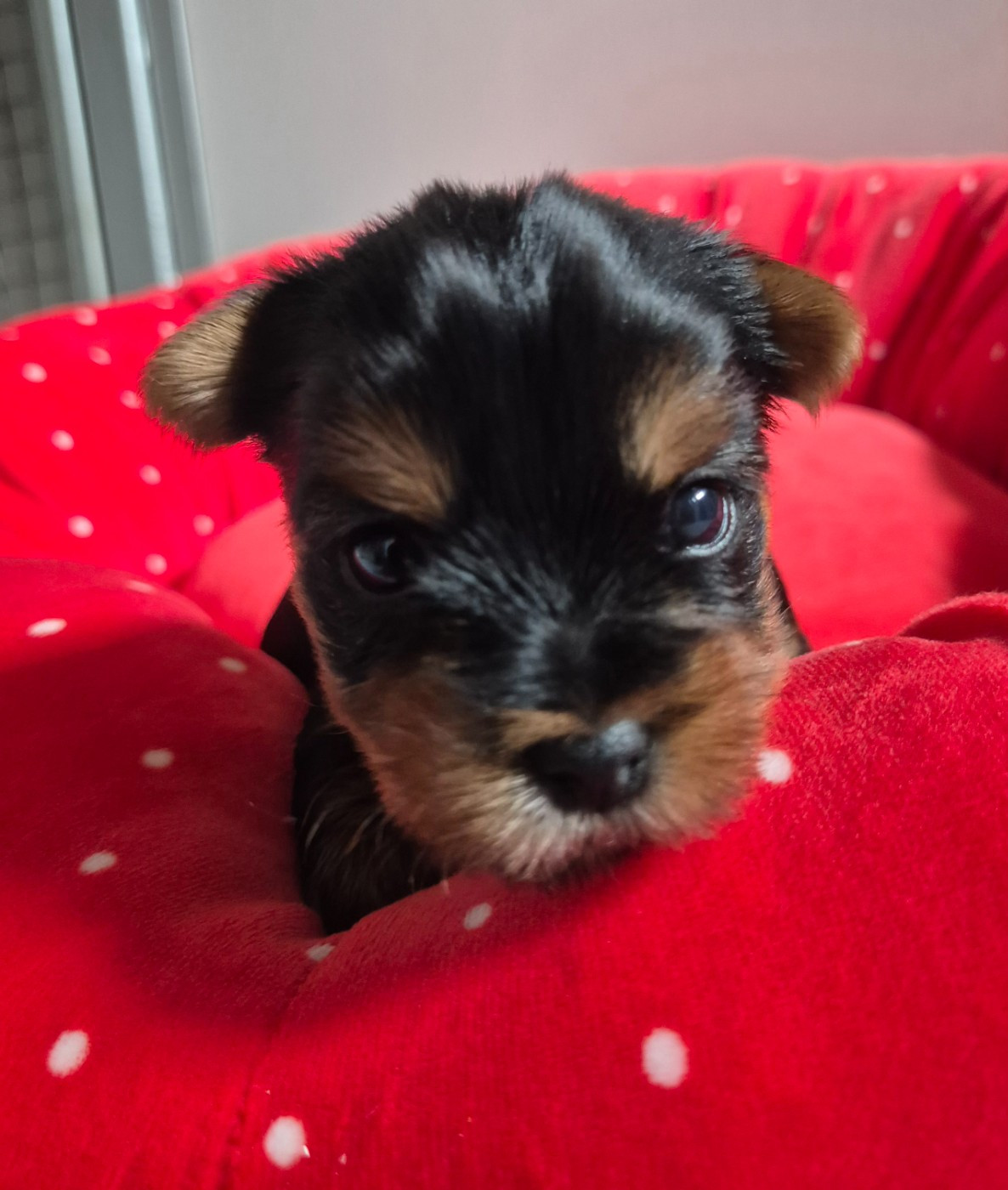 de la Générade - Chiots disponibles - Yorkshire Terrier