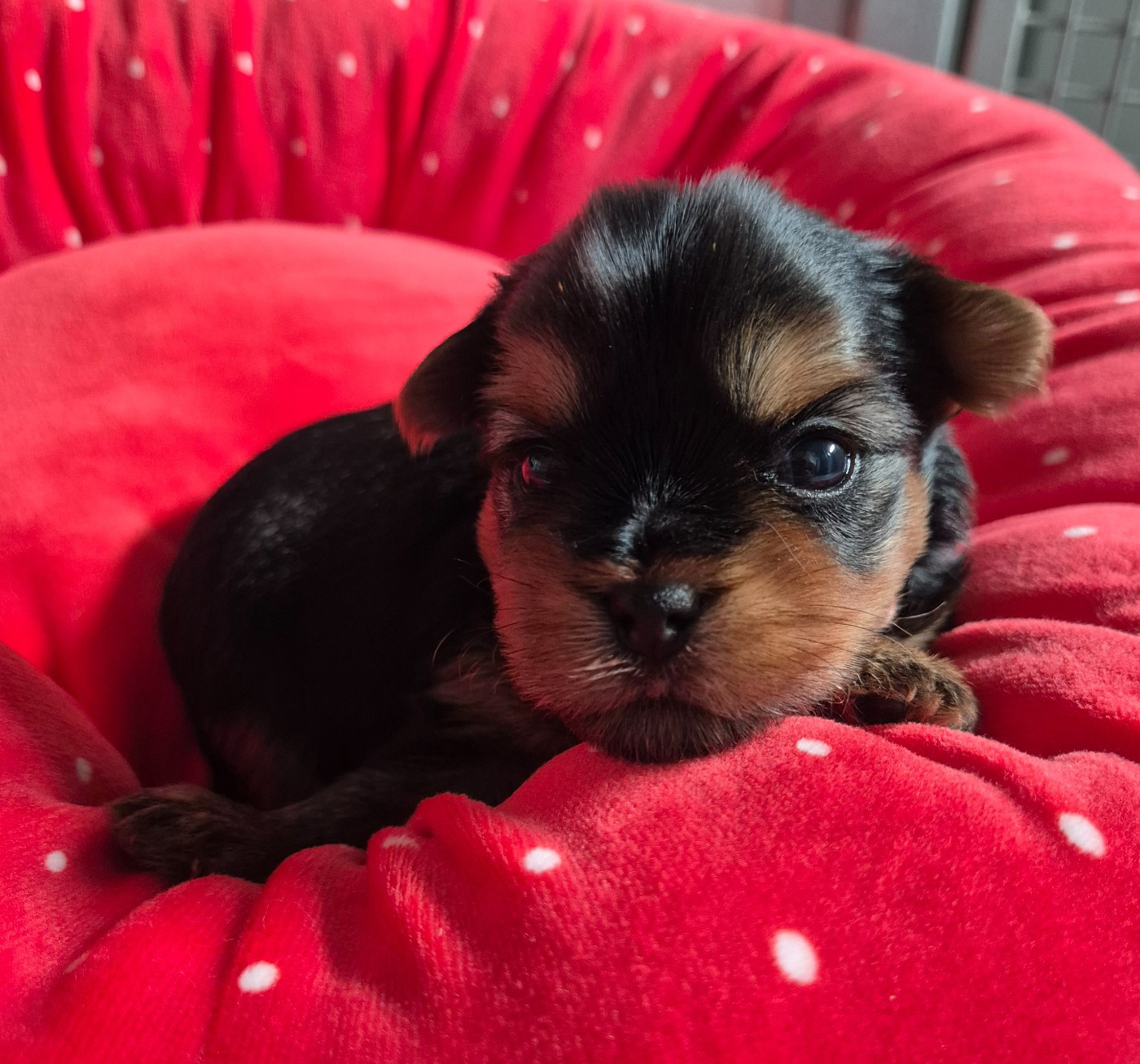de la Générade - Chiots disponibles - Yorkshire Terrier
