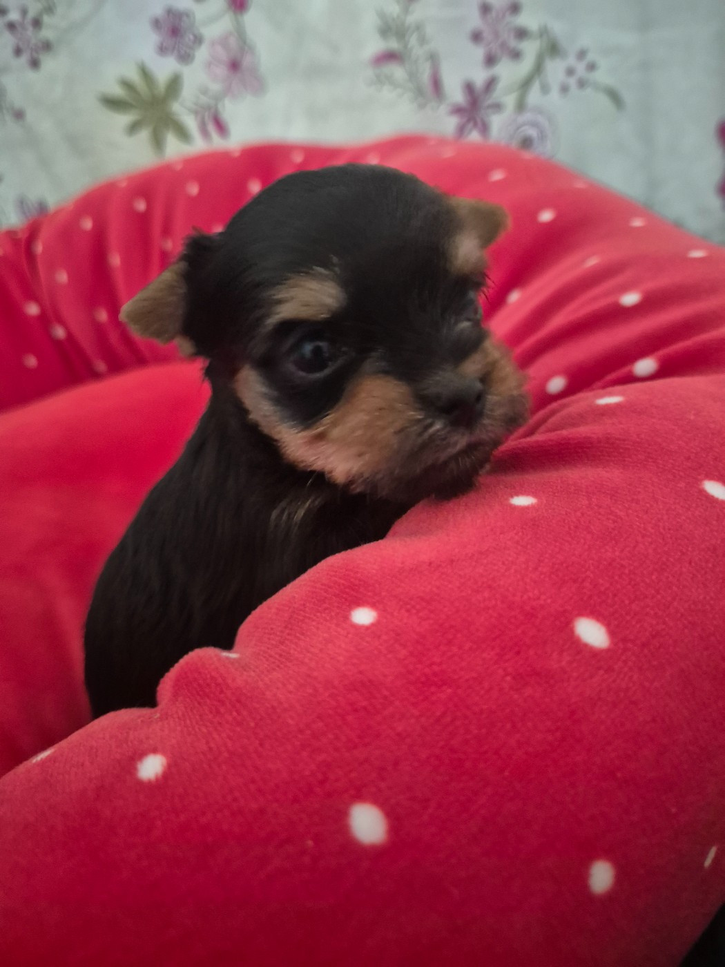 de la Générade - Chiots disponibles - Yorkshire Terrier