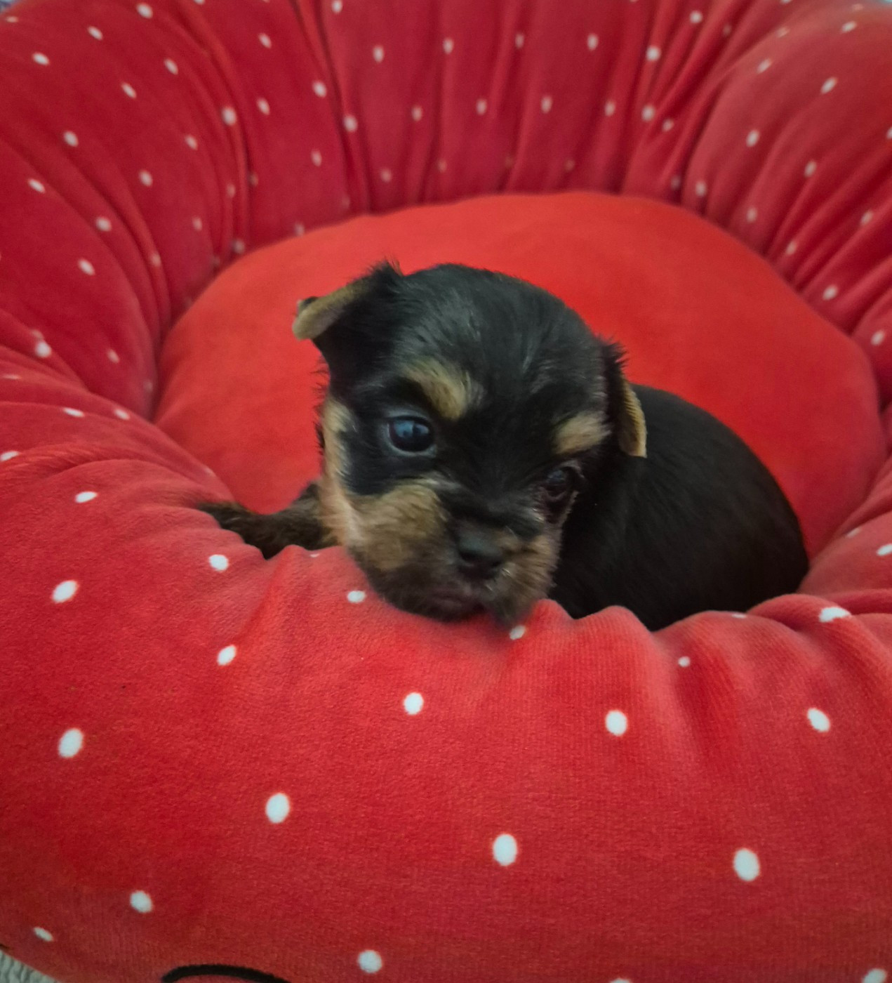 de la Générade - Chiots disponibles - Yorkshire Terrier