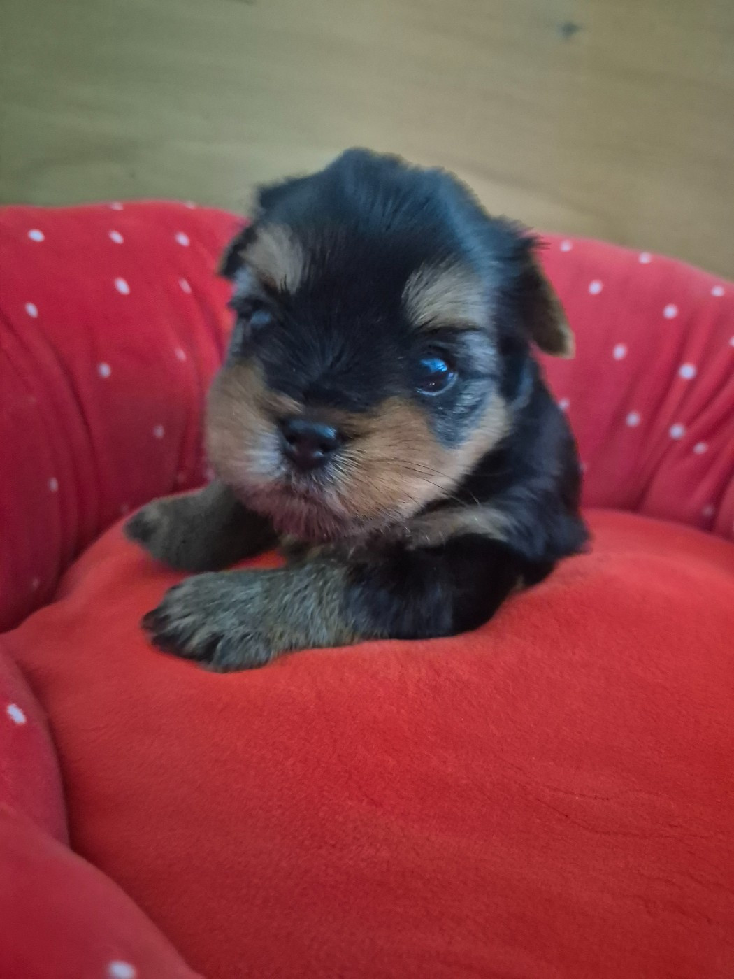 de la Générade - Chiots disponibles - Yorkshire Terrier