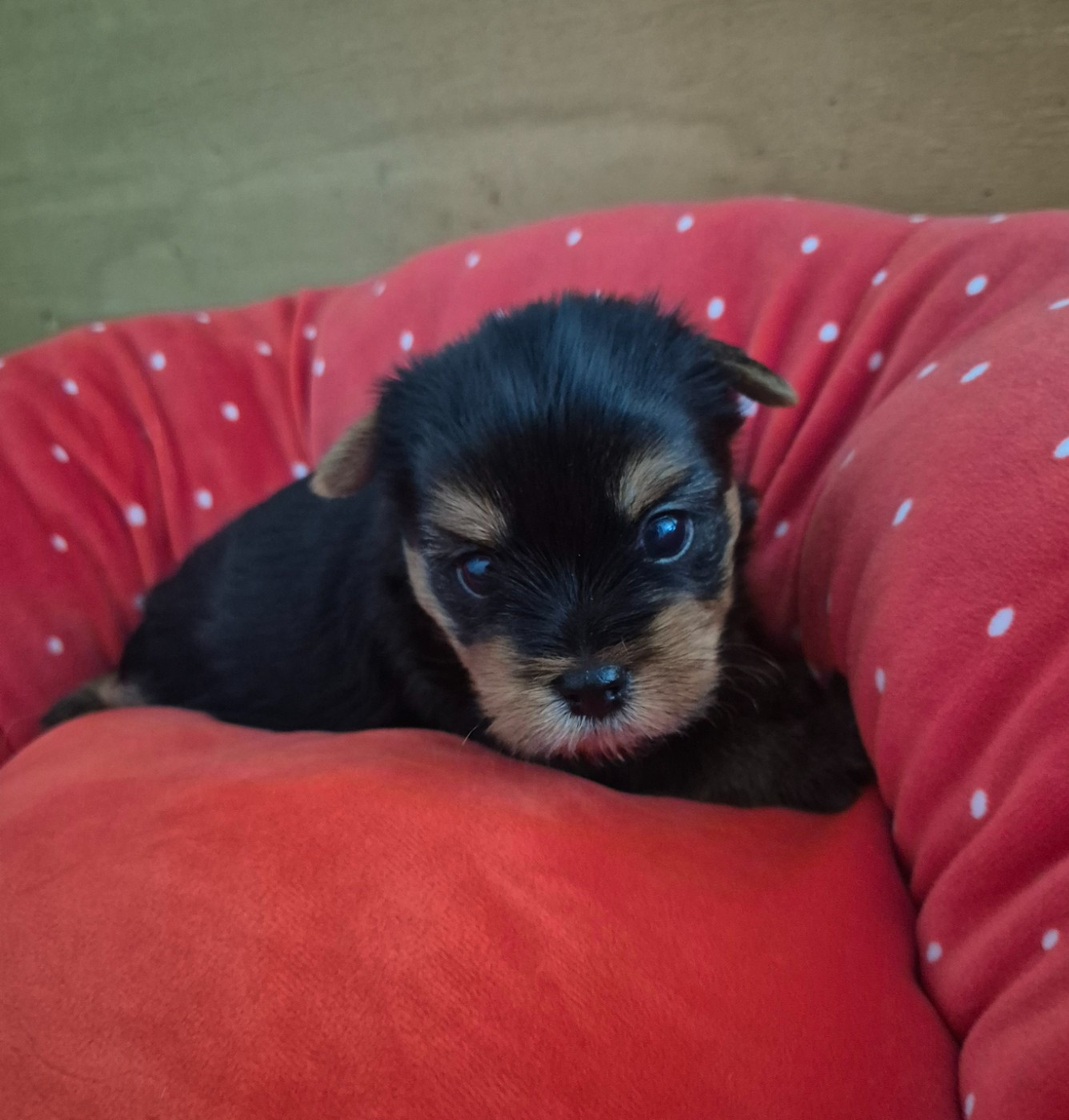 de la Générade - Chiots disponibles - Yorkshire Terrier