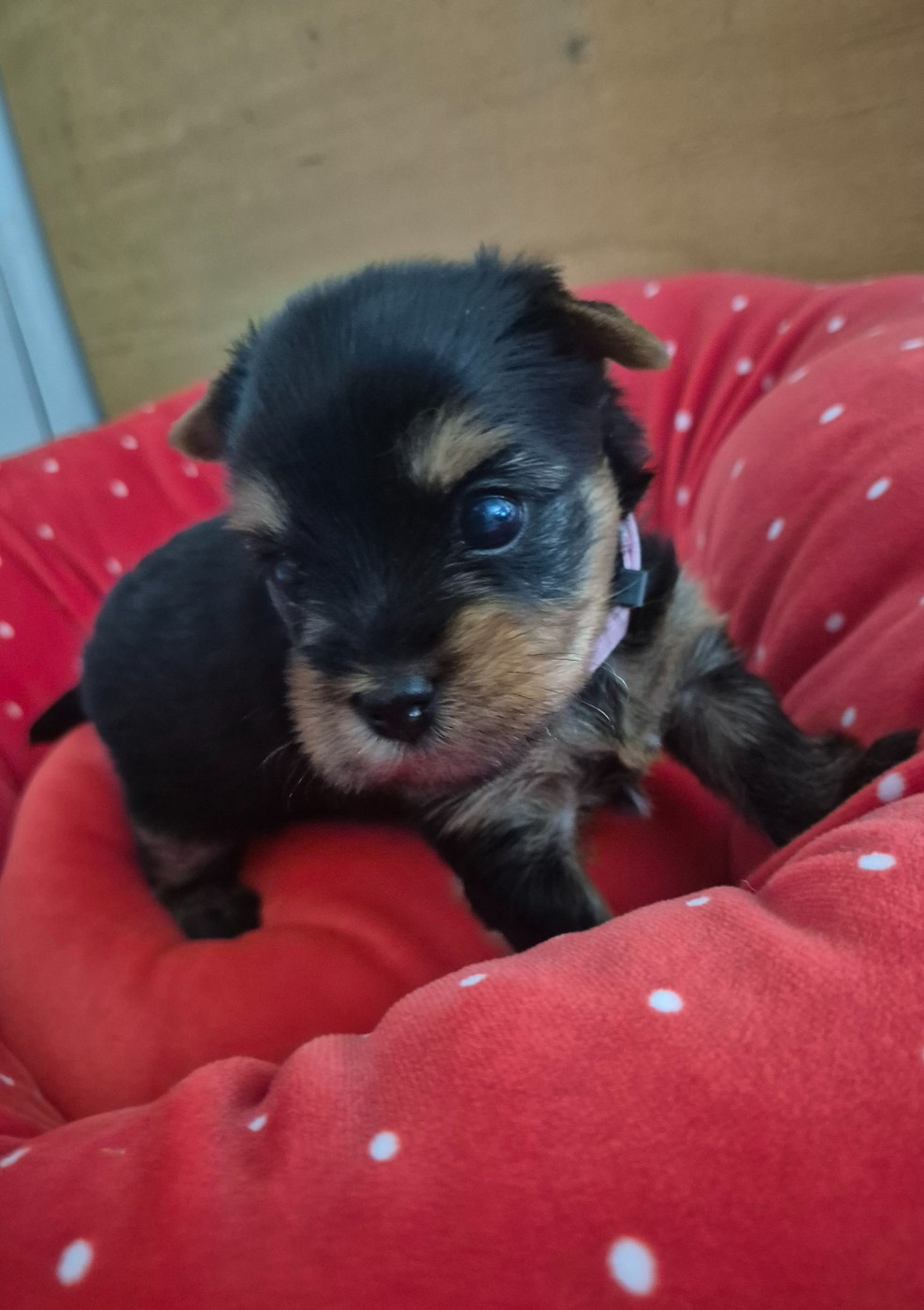 de la Générade - Chiots disponibles - Yorkshire Terrier